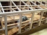 ELEPHANT ON FIRST FLOOR RAMP